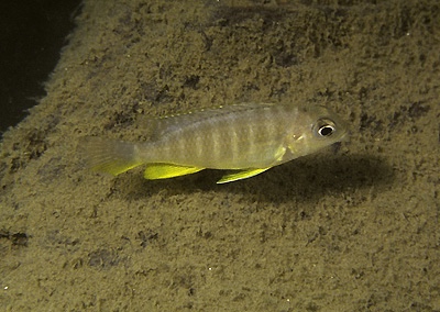 Tropheops sp. 'chitimba'